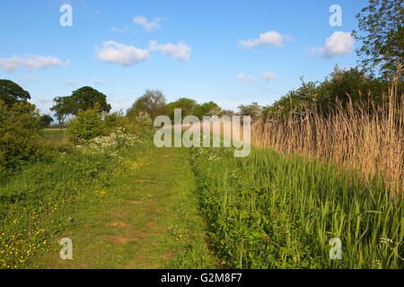 A scenic grassy  canal footpath with wildflowers reed beds and trees under a blue cloudy sky in may. Stock Photo