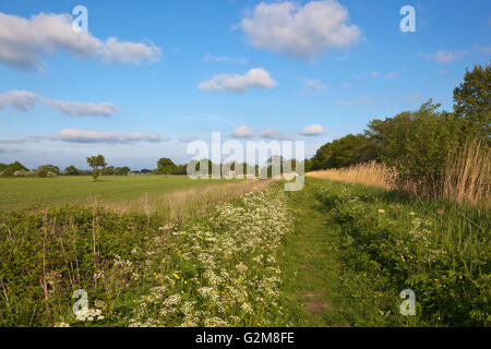 A grassy  canal towpath in may with wildflowers trees and hawthorn hedgerows beside agricultural fields under a blue cloudy sky. Stock Photo