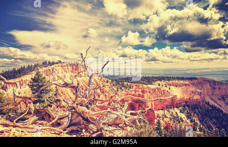 Vintage toned wild landscape in Bryce Canyon National Park, USA. Stock Photo