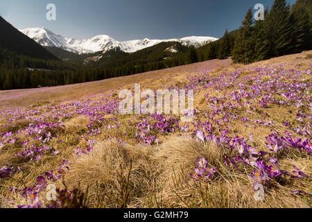 Spring is on. Blooming crocus flowers in the Tatra Mountains, Chocholowska Valley. Spring landscape. Beauty in nature Stock Photo