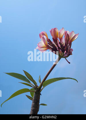 Frangipani (Plumeria) flowers Stock Photo