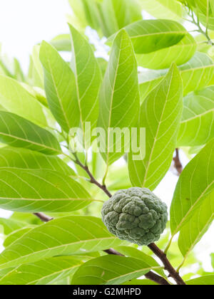 Fresh sugar apple Stock Photo