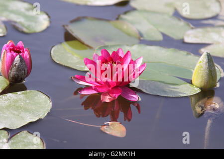 water lily on a bed of green Lilly pads in a cedar stream Stock Photo -  Alamy