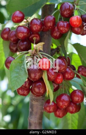 charry tree full of sweet appetising  red fruits Stock Photo