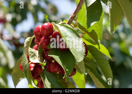 charry tree full of sweet appetising  red fruits Stock Photo