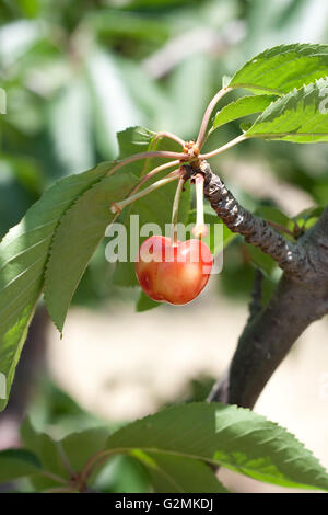 charry tree full of sweet appetising  red fruits Stock Photo