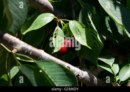 charry tree full of sweet appetising  red fruits Stock Photo