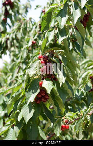 charry tree full of sweet appetising  red fruits Stock Photo