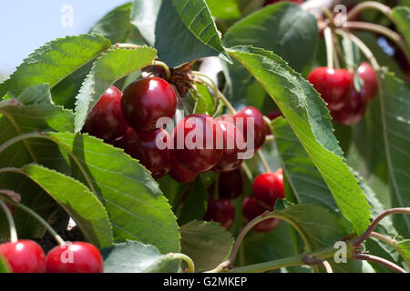 charry tree full of sweet appetising  red fruits Stock Photo