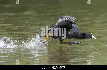 Adult Coot running on water with the help from its wings and large webbed feet. Stock Photo