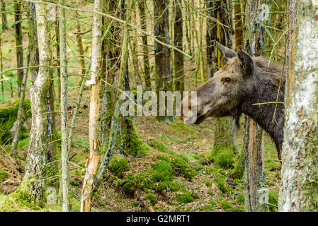 Moose (Alces alces), here an adult cow is showing her head from behind some trees. Copy space in front of her. Stock Photo
