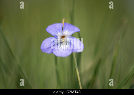 Heath dog-violet (Viola canina), Emsland, Lower Saxony, Germany Stock Photo