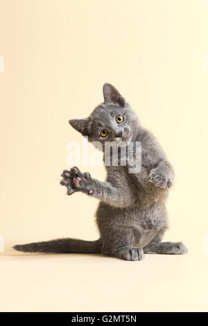 Purebred Cat, Russian Blue, Kitten, 9 weeks old Stock Photo