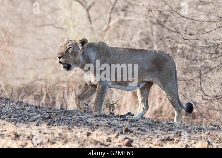 Persian, Indian or Asiatic lioness (Panthera leo persica) passing through dry forest, Gir Nature Reserve, Gujarat, India Stock Photo