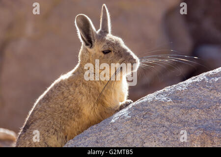 Mountain viscacha ,Southern Viscacha (Lagidium viscacia) in the rocks, Eduardo Avaroa Andean Fauna National Reserve, Bolivia Stock Photo