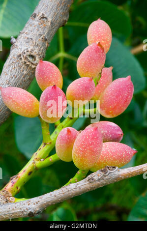Pistachio nuts (Pistacia vera) ripening on the tree, Bronte, Sicily, Italy Stock Photo