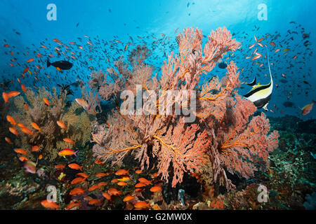 Colorful reef fish swim above a healthy reef in the Lesser Sunda