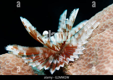 Feather worm (Sabellastarte sp.) on hard coral, tentacle crown, Great Barrier Reef, Queensland, Cairns, Pacific Ocean, Australia Stock Photo