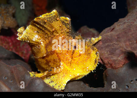 Leaf scorpionfish or paperfish (Taenianotus triacanthus), yellow, Great Barrier Reef, Queensland, Cairns, Pacific Ocean Stock Photo