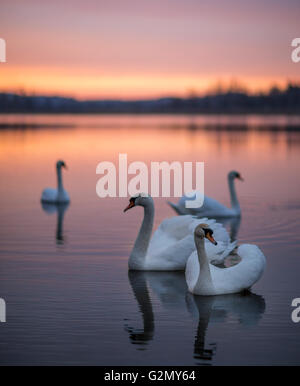 Group of swans on the lake with a mirror reflection during the beautiful sunset. Stock Photo