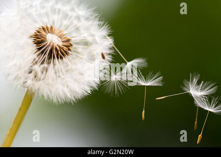 Dandelion seed head with dandelion seeds blowing in the air, dispersing. Stock Photo