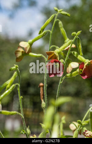 Nicotiana Tinkerbell or Red face Stock Photo