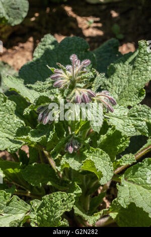Solanum melongena Stock Photo