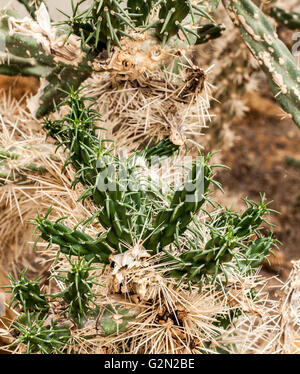 Opuntia rosea Stock Photo