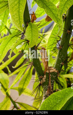 Pereskia grandifolia Stock Photo