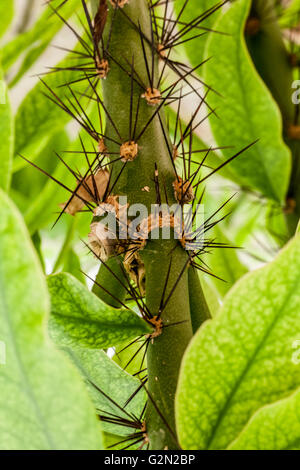 Pereskia grandifolia Stock Photo