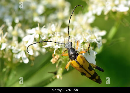 Spotted longhorn beetle (Rutpela maculata) nectaring. Yellow and black insect in the family Cerambycidae, with long antennae Stock Photo