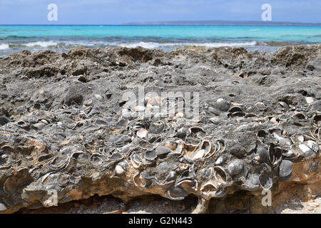 Cockleshells embedded into rocks on the beach, Formentera, Spain Stock Photo