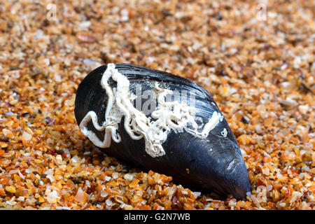 Shells of mussel on sand in sun day Stock Photo