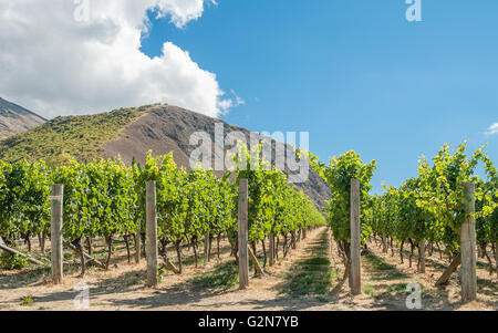 Gibbston Valley in Central Otago wine region on the South Island in New Zealand Stock Photo