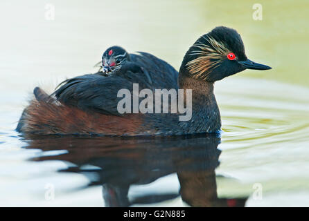 Black-necked grebe (Podiceps nigricollis) swimming in water with chick, the Netherlands Stock Photo