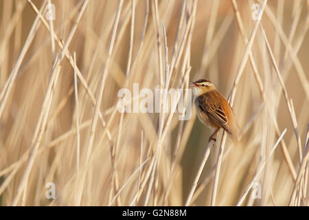 Sedge Warbler (Acrocephalus schoenobaenus) in reed, the Netherlands Stock Photo