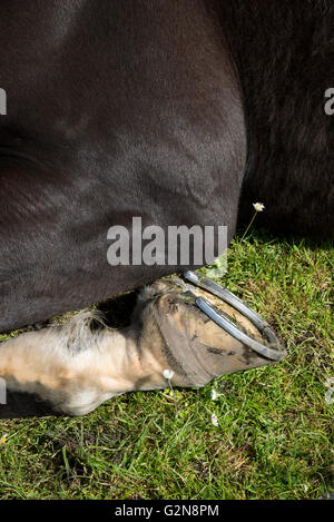 Close up of a dark horses front leg and hoof in a lying down position. Stock Photo