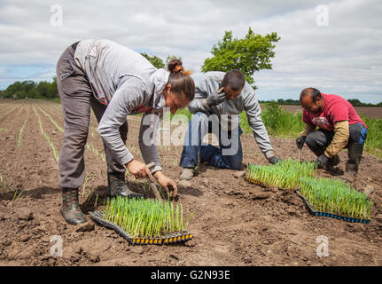 Migrant farm labourers are planting leek seedlings that have not rooted properly in the dry soil. Eu nationals form a large part of the agricultural workers employed in the fertile farms of west Lancashire as temporary workers during the summer months and into late autumn. Stock Photo