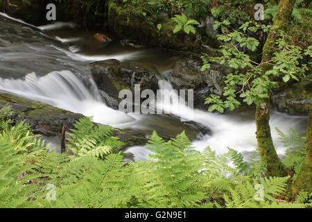 Nant Gwernol river woodland walk lies on the edge of Abergynolwyn Wales Stock Photo