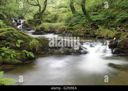 Nant Gwernol river woodland walk lies on the edge of Abergynolwyn Wales Stock Photo