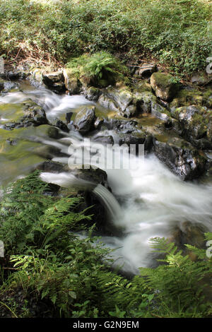 Nant Gwernol river woodland walk lies on the edge of Abergynolwyn Wales Stock Photo