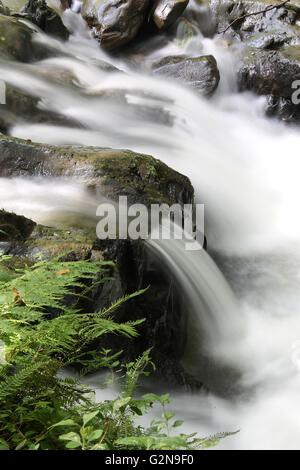 Nant Gwernol river woodland walk lies on the edge of Abergynolwyn Wales Stock Photo