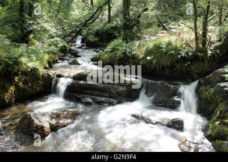 Nant Gwernol river woodland walk lies on the edge of Abergynolwyn Wales Stock Photo