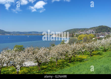 Blossoming fruit trees in Bodman on Lake Constance Stock Photo
