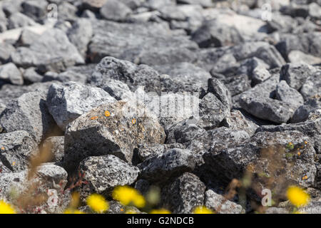 stones on shore with flowers for design background Stock Photo