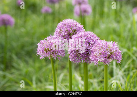 Allium 'Pinball Wizard' growing an English garden. Stock Photo
