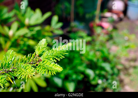 YOUNG CONIFER BRANCHES Stock Photo