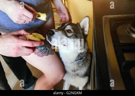 dog waiting for food Stock Photo