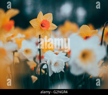 Beautiful daffodils. Blooming flowers in famous Keukenhof park in Netherlands. Spring garden, vibrant floral background with Stock Photo