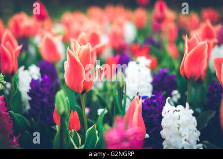 Beautiful tulips and hyacinths. Blooming multicolored flowers in famous Keukenhof park in Netherlands. Spring garden, vibrant Stock Photo